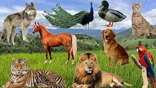 A fun trip to the zoo to see live and real animals 🐔🐦🐤🐓🦃🦁🐒🐃🐂🐄🦃🐕🐈🐇🐿