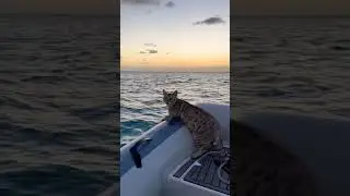 Our Cat loves boat ride! 😽 #seacatz #boatlife #lifestyle