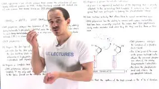 DNA Polymerase