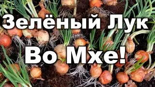 Лук На Зелень(Перо) Во Мхе За Пару Недель!