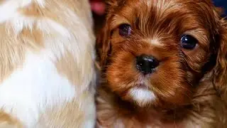 Puppies from birth to adult - Part 3 - Let's try walking