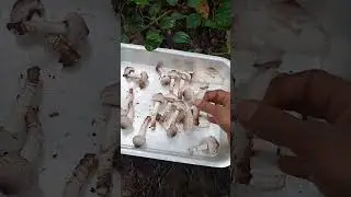 കൂൺ #shorts Mushrooms