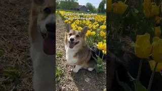 3 Funny Things My Corgi Does 