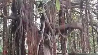 HORROR TREE