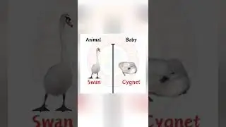 Animals and their babies #trending #viral #english #learning #love #motivation #englishgrammar