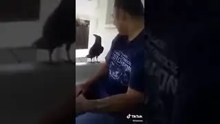 Bird Talks To Human!