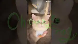 Meeooowwww 🐱