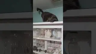 Happy Cat