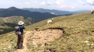 Samat and Mountain Goats near Wheeler Peak
