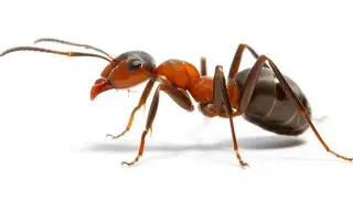 HOW TO GET RID OF ANTS IN THE HOUSE: A natural way to get rid of them once and for all!