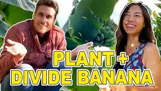 The Right Time To Transplant Tropical Plants