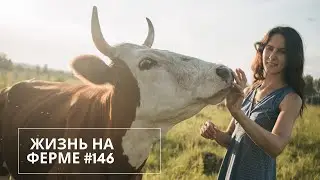 №146: Тракторные работы, поилки, ремонт в спальне