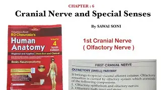 First Cranial Nerve OLFACTORY NERVE || Cranial nerve and special senses BD Chaurasia Anatomy V4 ||