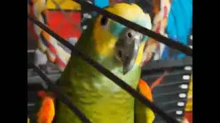GameZone Birdroom YouTube Channel Review