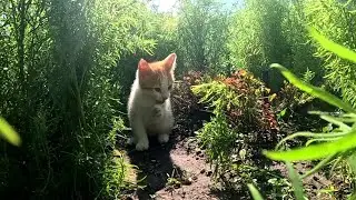 красивый котик умывается  