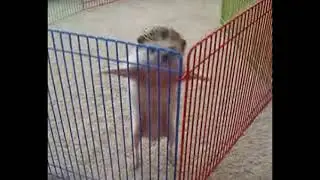 Hedgehog Drip