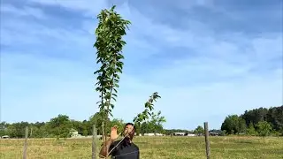 Ya estamos plantando árboles frutales en nuestra casa