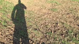 Мыши съели поле пшеницы!?