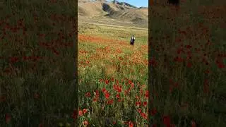 АТРОФНИ ГУЗАЛИГИНИ КАРАГИН ТУЦИ