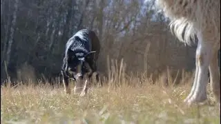 Trénink pasení s Romanem Holečkem