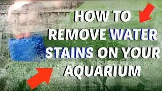 How To: Remove Water Stains/Water Build Up On Your Tank.