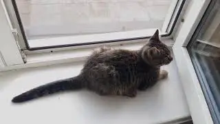 Котенок ловит мух