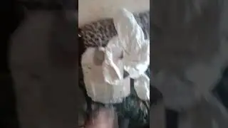 броник