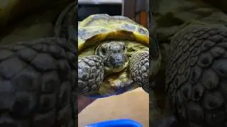 Тортилла черепаха.Все вокруг казалось дивным 