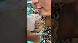 Родила, однажды в ночь, не то сына… ни то дочь🤣 что за милая зверюшка🥹 кому мило?