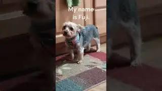 My name is Fuji. #yorkie #cute #dog