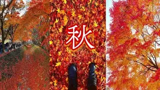 🍁 MOMIJI 🍁 Otoño en JAPÓN 🍂 Japan Fall▫️TOKYO 2021🎌  🔴【JAPÓN 2021】JAPAN 紅葉