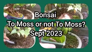 Bonsai -To Moss Or Not To Moss? Sept 2023