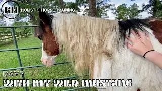 DAY 5 with a Wild BLM Mustang | Wild Horse Gentling Basics