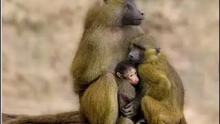The Most Incredible Lives Of Baboons | Animal_Marvel