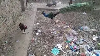 Guinea hens fighting roosters and a peacock boss