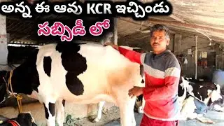 hf cows dairy farm/laskar dairy farm/