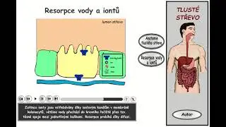 Trávení, část 25: Tlusté střevo - resorpce iontů a vody