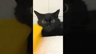 No espero que nadie vea este vídeo, porque es un gato negro… | Sin censura
