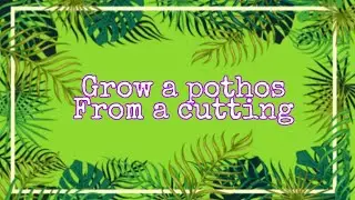 🌱How to propagate a pothos🌱 SIMPLE WAY