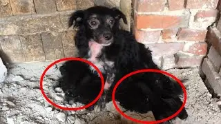 A dying homeless mother saved her babies with the last of her strength! Look what happened!