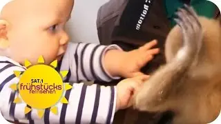 Eine ganz besondere Affenfreundschaft | SAT.1 Frühstücksfernsehen