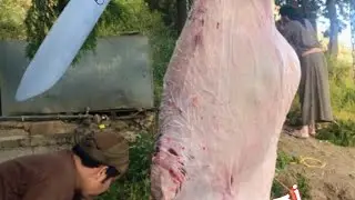 تجربة مطوية أم وعل مقاس 12 في سلخ وتقطيع جمل #سكين #عيد #knives #knife