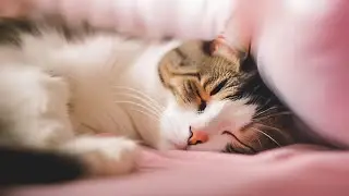 Calming Cat Tunes: 1 Hour of Gentle Melodies to Ease Feline Separation Anxiety 🐾🎶💕