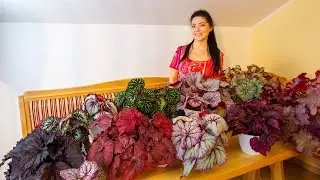 My favorite begonia DS-Love is...