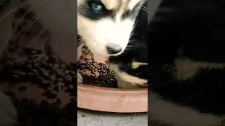 husky puppies