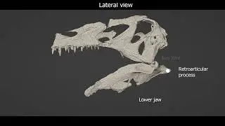 Irritator jaw opening mechanics