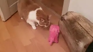 Коты в ШОКЕ ! - Что за ЗВЕРЬ ?