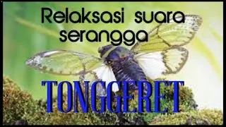 relaksasi suara tonggeret