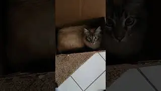 New Amazon Package today