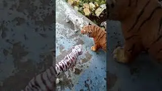 A tiger pride part 1 New Series
